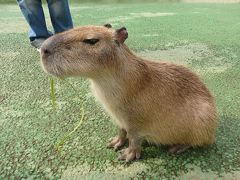 予定外に　シャボテン公園でカピバラに癒される―ＧＷ熱海（じゃない？！）旅・２日目