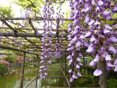 優雅な春の亀戸天神「藤まつり」♪　