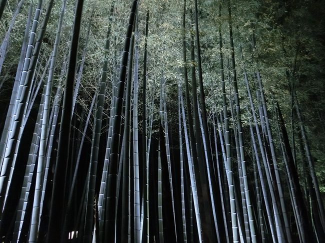 2016GWは苔寺の拝観が当たったことから、大阪に宿泊をし、「高野山」や京都「苔寺」を中心に観光をすることに。<br /><br />苔寺周辺では、「松尾大社」「鈴虫寺」「苔寺」「地蔵院・竹の寺」を見た後、京都市内に移動し「青蓮院門跡」の夜間拝観を見ました。<br /><br />食事も、<br />大阪のふわふわパンケーキの「gram」、<br />高野山の精進料理の「みやま」、胡麻豆腐の「濱田屋」<br />苔寺のお蕎麦の「苔乃茶屋」<br />京都市内のスイーツ「雪ノ下」、町家居酒屋「うしのほね あなざ」と<br />美味しいものを沢山食べることができました。<br /><br /><br /><br />