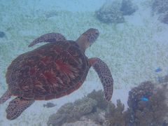 ボホール島の旅（３）～バリカサグ島２日目～