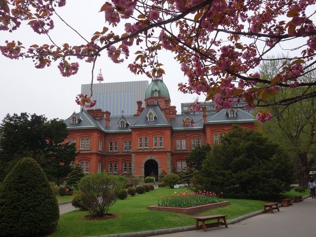 道庁旧庁舎がホテルの近くにあったので，植物園へ行く前によりました。構内の桜が満開でした。