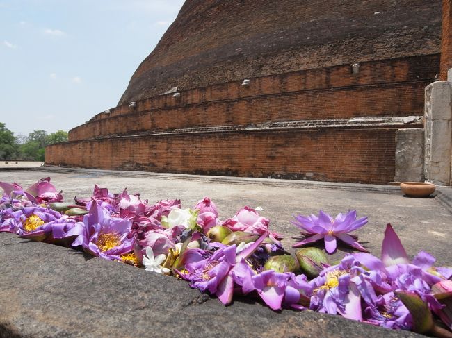 4年前にラオス・ルアンパバーンの寺院を巡って以来の一人旅。比較的長めの休暇が取れたので、少し遠くの国に足を延ばしてみようと思い立ち、近頃TVでも取り上げられるようになった「シーギリヤロック」をこの目で見ようとスリランカに行先を決定しました。<br /><br />ガイドブックを読むまでシーギリヤロックの他にどんな遺跡や観光スポットがあるのか詳しく知りませんでしたが、文化三角地帯(カルチャル・トライアングル)と呼ばれるエリアにはたくさんの世界遺産もあり見どころ満載の国だということがわかってきました。<br /><br />現地ではACバスや鉄道を乗り継いで移動しようと考えていましたが、天気予報みるとコロンボの最高気温35度、内陸のポロンナルワやアヌラーダプラは38度超え!(その頃の東京の気温は5度程度だったので、気温差30度はカラダにきつい)。また、3/22はポヤデーというスリランカ仏教の休日で国民が寺院にお参りするため公共機関が混んでいることがわかり、時間効率と体調維持を考えて現地ガイドさんのクルマでぐるぐる世界遺産を巡ることしました。<br /><br />1日目:成田空港→バンダラナイケ国際空港(スリランカ航空 UL455 11:15−17:45)→コロンボ/コロンボ泊<br />2日目:コロンボ(市内観光)/コロンボ泊<br />3日目:コロンボ→キャンディ(像の孤児院・キャンディアンダンス・仏歯寺)/キャンディ泊<br />4日目:キャンディ→マータレー(ヒンズー寺院)→アルヴィハーラ(石窟寺院・ハーブガーデン)→ダンブッラ(石窟寺院)→シーギリヤ(シーギリヤロック)/ダンブッラ泊<br />5日目:ダンブッラ→ポロンナルワ(遺跡群)→ミネリア(サファリツアー)/ダンブッラ泊<br />6日目:ダンブッラ→アウカナ(遺跡)→アヌラーダプラ(遺跡群)→トリンコマリー(海岸)/ダンブッラ泊<br />7日目:ダンブッラ→バンダラナイケ国際空港→成田空港(スリランカ航空 UL454 19:45−翌07:30)/機中泊