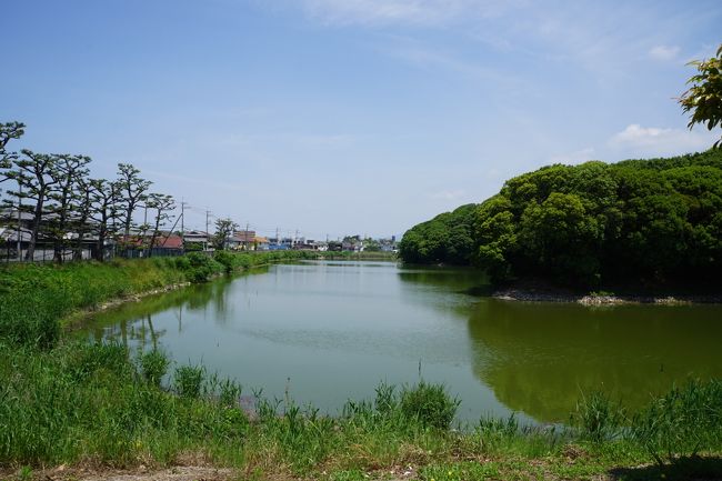 今回の旅は、当麻寺の練供養がメインなんですが、練供養は夕方から。それではということで、その前に以前から気になっていた近鉄南大阪線の沿線、古市の古墳めぐりをしてみることにしました。<br /><br />ところで、近鉄南大阪線は、大阪阿部野橋駅から橿原神宮前駅までを結ぶ鉄道路線。大阪からだと奈良の観光のメッカである橿原、飛鳥、吉野方面へはこの路線を利用することになるので、それなりになじみがある線ではあるのですが、一方で、途中の藤井寺や羽曳野の古市はどうしても素通りエリア。この辺りが観光スポットであるという発信はちょっと弱いような気もします。<br /><br />古墳といえば、山の辺の道に奈良市近郊の歴史の道、堺の百舌鳥古墳群も回ったことがあるので、その楽しさは体験済。現実の世界と神話や伝説の世界が交錯するような不思議な高揚感が湧いてくるのが面白いんですよね。<br /><br />今回もそんなことを期待をしつつ。古市でレンタサイクルを借りて、それでは出発です。<br /><br />＜参考＞<br />今回、回った天皇陵は、年代順に並べると以下の通り。 <br /><br />　第１４代　仲衷天皇陵<br />　第１５代　応神天皇陵<br />　第１９代　允恭天皇陵　<br />　第２１代　雄略天皇陵<br />　第２２代　清寧天皇陵<br />　第２４代　仁賢天皇陵<br />　第２７代　安閑天皇陵<br /><br />　仲衷天皇は熊襲征伐を前にして崩御した悲劇の天皇ですが、三韓征伐を行った妻の神功皇后と合わせてとても謎めいていて、この頃は、想像の世界ではないかとも言われる時代に過ぎません。<br />　一説によれば、実在がはっきりするのは在位270～312年の応神天皇から。ここから２５代まで四世代に渡って天皇が目まぐるしく変わりますが、一番有名なのは、応神天皇の次の第１６代仁徳天皇でしょう。陵も大きいのですが、河内平野の大規模土木事業を行ったり、人家のかまどから煙が立ち上っていないことに気づいて3年間租税を免除したりと人間臭い逸話も残っています。<br />　しかし、この系統は実質途絶え、第２６代継体天皇が応神天皇の子孫として四世代を越えたところで現れ、越前国から天皇となる。安閑天皇はそこから始まった系統で、在位は531～536年。<br /><br />　古墳時代は、3世紀後半から4世紀初めが前期、4世紀末から中期、6世紀初めから7世紀の半ばが後期とされていて、今回訪ねた古墳群は前期と中期にあたります。古墳はしっかり残っていて、朝鮮半島への進出もした国力が充実した時代だったはずなのですが、はっきりしたことは分かっていない空白の時代です。その分、想像力がかきたてられる時代なんですね。<br /><br />　安閑天皇の同じ世代には継体天皇の嫡子であり、第29代の欽明天皇。ここで仏教が伝来します。そして、次の世代は推古天皇、その次の世代には聖徳太子と言った具合です。ということで、今日のコースは少し待つと一気に古代のロマンが開けるいわば黎明期を巡ったことになるのではないかと思います。