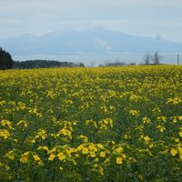 2016 GW  東北の温泉へ　【2】　小川原湖から下北半島へ（菜の花＆尻屋崎）