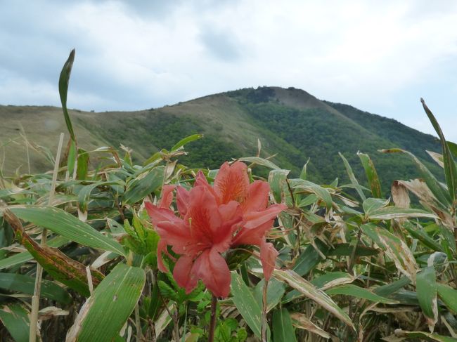 ご訪問ありがとうございます。<br /><br />昨年、中蒜山から下蒜山の山行を行いましたが、今回は念願の蒜山三座縦走（上蒜山→中蒜山→下蒜山）が友人達総勢7名で実現出来ました。コースタイムは次のとおりです。約7時間のトレッキングでした。うち1時間半くらいは休憩でした。<br />歩行距離は上蒜山駐車場からスタートで10km。<br /><br />上蒜山駐車場 9:52<br />上蒜山登山口 10:12<br />上蒜山山頂 12:08<br />中蒜山山頂 13:46　<br />塩釜道合流 13:52<br />フングリ乢　 14:13<br />下蒜山山頂 15:47<br />下蒜山登山口 17:02<br /><br />