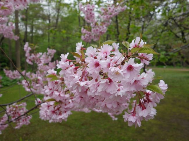 桜の北海道の季節に来たのですから，植物園の桜にもご挨拶して行きましょう。ここも，桜が満開でした。