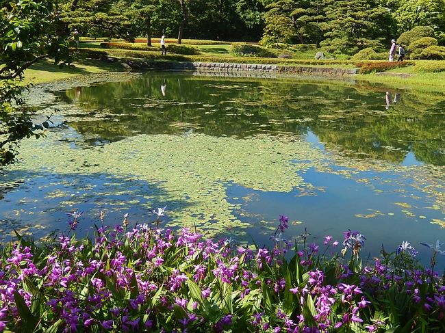 5月12日、午後2時半前に皇居・東御苑に入って初夏に咲くバラ等の花を見ることにした。　東御苑には四季折々訪問しているがこの時期には訪問したことがなくあまり期待せずに入った。　花としてはパラについては見る価値があり、素晴らしかったがその他については前回の訪問(http://4travel.jp/travelogue/11125326)に比べて寂しかった。　ただし、新緑の風景が前回よりも美しく二の丸庭園ではヒメコウホネの花が咲き素晴らしく感じた。<br /><br />旅行記としては①大手門～二の丸庭園～汐見坂<br />②本丸～バラ園～野草の島～大手門迄の二部に分けてまとめる。<br /><br />＊写真は二の丸庭園の風景