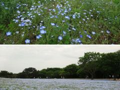 花の見頃は短くて…さすがは旅行社！初日はまばらなネモフィラ、翌日はちょっとでもマシなら「まあまあやな」と思わせる、手口その①