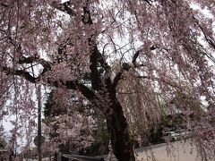 東北の小京都　　桜の季節に角館を尋ねる。1泊２日の　空旅