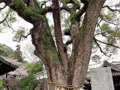尾道-3　艮神社　旧市内で最古の神社　☆クスノキ巨木の樹齢は900年