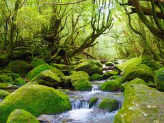 弾丸屋久島一泊二日の旅②白谷雲水峡トレッキング