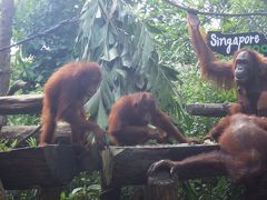 2016年4月。スクートでシンガポール。3日目公共機関で動物園