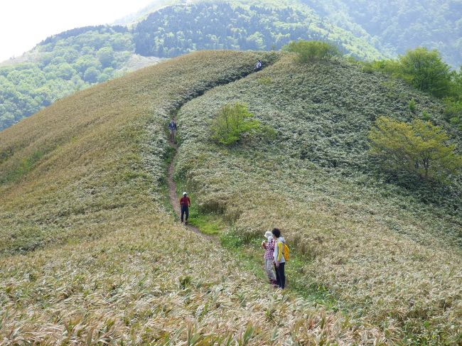 ご訪問ありがとうございます。<br /><br />昨年、中蒜山から下蒜山の山行を行いましたが、今回は念願の蒜山三座縦走（上蒜山→中蒜山→下蒜山）が友人達総勢7名で実現出来ました。コースタイムは次のとおりです。約7時間のトレッキングでした。うち1時間半くらいは休憩でした。<br />歩行距離は上蒜山駐車場からスタートで10km。<br /><br />上蒜山駐車場 9:52<br />上蒜山登山口 10:12<br />上蒜山山頂 12:08<br />中蒜山山頂 13:46　<br />塩釜道合流 13:52<br />フングリ乢　 14:13<br />下蒜山山頂 15:47<br />下蒜山登山口 17:02<br />