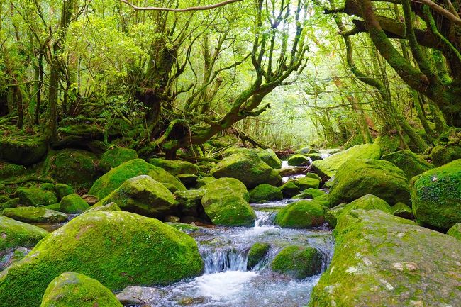 ２日目。<br />白谷雲水峡トレッキング。奉行杉太鼓岩コース。<br /><br />早朝5時半に入山して12時に下山しました。<br /><br />縦横比16:9の写真は友人が撮影したものをいただいてます。