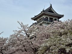 2016 “湖国”近江桜巡り【６】 ～湖岸にそびえる天守が桜に包まれて・・・秀吉出世の地・長浜散策♪～