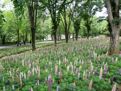 最盛期のルピナス花畑の森林公園とキリンの赤ちゃんの名前投票がしたくて埼玉こども動物自然公園（前編）森林公園編：見頃終盤のネモフィラ花畑も悪くない＆最盛期のルピナス花畑は期待以上＆初夏の日差しの下のハーブガーデン