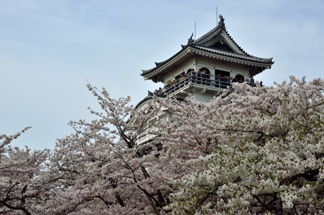 2016年の桜巡りの旅は“湖国”近江国へ♪<br />この旅の最後に訪れたのは、戦国時代に羽柴秀吉（のちの豊臣秀吉）が、はじめて自らの城と城下町を整備した“秀吉出世の地”「長浜」です。<br /><br />何はともあれ、まずは“日本さくら名所100選”に選ばれている「豊公園」へと繰り出し、再建された５層の天守を包み込むように咲く約700本の桜を眺め、その後、北国街道の要衝として栄えた当時の面影を今に残す町並みをぷらぷらと散策。<br /><br />ここ長浜でも、穏やかな琵琶湖と咲き誇る桜のコラボを眺めることができ、この旅のフィナーレにふさわしい時間を過ごすことができました♪<br /><br />【 旅の行程 】<br />・長浜駅 ～ 豊公園/長浜城歴史博物館 ～ 秀吉三成 出逢いの像 ～ 豊国神社 ～ 黒壁スクエア/黒壁ガラス館 ～ ながはま御坊表参道 ～ 大通寺(長浜御坊) ～ 曳山博物館 ～ 海洋堂フィギュアミュージアム黒壁 ～ 北国街道安藤家 ～ 長浜駅<br /><br />【 2016 “湖国”近江桜巡り 】<br />・旅行記その１： ～雨雫でしっとり濡れた紫式部ゆかりの古刹・石山寺へ～<br />　http://4travel.jp/travelogue/11120650<br />・旅行記その２： ～遥か万葉の時代から続く大寺が桜色に染まり・・・「三井の晩鐘」で知られる名刹・三井寺へ～<br />　http://4travel.jp/travelogue/11123143<br />・旅行記その３： ～桜花爛漫の湖城の春・彦根城登城記① いざ国宝天守へ♪～<br />　http://4travel.jp/travelogue/11125579<br />・旅行記その４： ～桜花爛漫の湖城の春・彦根城登城記② 夕暮れからライトアップまで桜を味わい尽くす♪～<br />　http://4travel.jp/travelogue/11125690<br />・旅行記その５： 2016 “湖国”近江桜巡り【５】 ～波穏やかな湖面を彩る桜並木 景勝「海津大崎の岩礁」へ♪～<br />　http://4travel.jp/travelogue/11131928<br />・旅行記その６： ≪この旅行記≫<br /><br /><br />【 日本さくら名所100選の旅（近畿地方） 】<br />・嵐山（京都府京都市）：古都京都の四季をゆく・春編【２】～桜咲きほこる嵐山渡月橋と天龍寺のしだれ桜～<br />　http://4travel.jp/travelogue/10662752