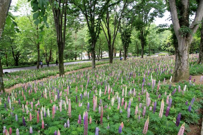 森林公園の最盛期となったルピナス花畑が見たい！<br /><br />早くも新宿御苑ではもうバラが咲きそろってしまったようで、この週末、どちらに行くか迷いました。<br />でも、ゴールデンウィーク前の４月23日に見た、森林公園の見頃始めのルピナス花畑は、思ったより良かったですし、隣の埼玉こども動物自然公園に、キリンの赤ちゃんの名前投票しに行きたかったので、やはり森林公園に行くことにしました。<br /><br />今回も西口からアクセスしたので、最初に西口の花畑前を通ったのですが、前回、最盛期だったネモフィラ花畑は、もう終盤といえども、55mmの単焦点のマクロレンズで撮影すれば、まだまだ楽しめました。<br /><br />そして最盛期のルピナス花畑は、思った以上にすばらしかったです。<br />見頃始めの前回も十分良かったと思ったのですが、ルピナスはチューリップほど花が密集するわけではなさそうなので、最盛期だからといって、正直、そんなに期待していなかったのです。<br /><br />※最盛期のネモフィラ花畑と見頃はじめのルピナス花畑の写真がある前回の旅行記（2016年４月23日）<br />「春のネモフィラ花畑の森林公園と赤ちゃんラッシュの埼玉こども動物自然公園（１）森林公園編：新登場のネモフィラ花畑＆チューリップの代わりのルピナス花畑は見頃初め＆思いがけずたくさんのハルリンドウに感激@」<br />http://4travel.jp/travelogue/11125050<br /><br />木立に囲まれた花畑なので、公式サイトの見頃情報にあったとおり、曇天の方が撮影しやすかったです。<br />私がルピナス花畑で撮影に勤しんでいたときは、曇天でしたので、ちょうど良かったです。<br />そのあと、都市緑化植物園のハーブガーデンまで足を伸ばしたときには、ちょうど良い具合に晴天になりました。<br /><br />やはり花の撮影は、太陽の光が満ち溢れているときに撮りたいです。<br />花に太陽の光が当たっていると、写欲が刺激され、季節柄もあって、撮りたい花はきりがないくらいでした。<br />森林公園のハーブガーデンには、少しだけどバラもあり、それが一番良い状態でした。<br /><br />ただ、本日２番目の目当てのジャケツイバラは、見られませんでした。<br />てっきり都市緑化植物園のハーブガーデンにあるのかと思っていたのですが、見つかりませんでした。<br />以前はボーダーガーデンの奥の植物園花木園のそばで見つけたことがあるのですが、やはりジャケツイバラが咲いている場所はそちらの方のようでした。<br />動物園とはしごしたかったので、そちらまでは行くことができず、あきらめました。<br />同じく、この時期、例年ねらっていた野草コースのシライトソウも、今回は割愛しました。<br /><br />＜森林公園と埼玉こども動物自然公園を一日ではしごしたGW後の週末の旅行記のシリーズ構成＞<br />■（前編）森林公園編：見頃終盤のネモフィラ花畑も悪くない＆最盛期のルピナス花畑は期待以上＆初夏の日差しの下のハーブガーデン<br />□（後編）動物園編：GW中に行けなかったコアラ館へ〜コアラのエミちゃんに赤ちゃんが！〜＆プレーリードッグの赤ちゃんが見たくて＆レッサーパンダは本日もお外ミンミンと屋内ハナビちゃんとソウソウくん<br /><br />森林公園の公式サイト<br />http://www.shinrinkoen.jp/<br /><br />＜タイムメモ＞<br />08:45頃　家を出る<br />09:30　森林公園駅前発の国際十王バスに乗車<br />09:45　森林公園西口に到着<br />09:50　森林公園に西口から入園（開園９時半）<br />10:00-10:15　見頃終盤のネモフィラ花畑<br />10:30-10:35　紅黄葉樹園<br />10:40-11:35　最盛期のルピナス花畑<br />11:40　都市緑化植物園に到着<br />11:40-12:00　休憩<br />12:00-12:25　ハーブガーデン<br />12:30　都市緑化植物園を出る<br />12:55　森林公園を西口に到着<br />13:12　森林公園西口前発の国際十王バスに乗車<br />13:30　森林公園駅発の東武東上線に乗車<br />13:36　高坂駅に到着<br />13:40頃　高坂駅前発の鳩山ニュータウン行きバスに乗車<br />13:50　埼玉こども動物自然公園に到着<br />14:00-14:30　コアラ<br />（コアラのおはなし＆ユーカリ交換タイムは13時から）<br />14:30-14:35　コアラ館のその他の動物たち<br />（ミナミコアリクイ＆シマオイワワラビー他）<br />14:45-14:55　カピバラ＆ベネットアカクビワラビー<br />15:05-15:15　もつ煮休憩<br />15:20-15:35　キリン<br />（キリンの赤ちゃんの名前投票）<br />15:45-15:50　乳牛<br />15:50-15:55　マヌルネコ<br />15:55-16:00　プレーリードッグ<br />16:00-16:30　レッサーパンダ<br />16:30-16:40　ヤブイヌ<br />16:40-16:45　プレーリードッグ<br />16:45-16:55　レッサーパンダ<br />17:00頃　埼玉こども動物自然公園を出る（閉園17時）<br />18:20頃　帰宅<br /><br />※これまでの森林公園の旅行記の目次を作成しました。随時更新中。<br />「花と自然紀行〜武蔵丘陵 森林公園〜目次」<br />http://4travel.jp/travelogue/10866790<br />