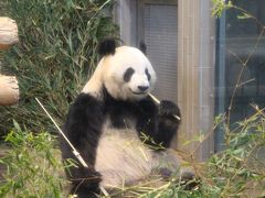 パンダに会いに…上野動物園＆韻松亭でのとりすきディナー