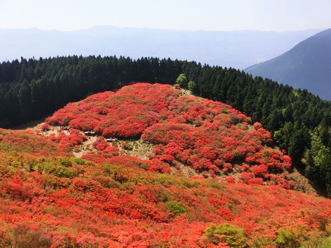 一年半前に登った葛城山に行くことになった。<br />目的は山頂にある、一目百万本のツツジ。<br /><br />この時期の葛城山は大混雑で、駐車場に車を停めるのも、ロープウェイに乗るのも、1〜2時間待ちになることがザラらしい。<br />それは避けたいので、平日の早朝を狙った。<br />