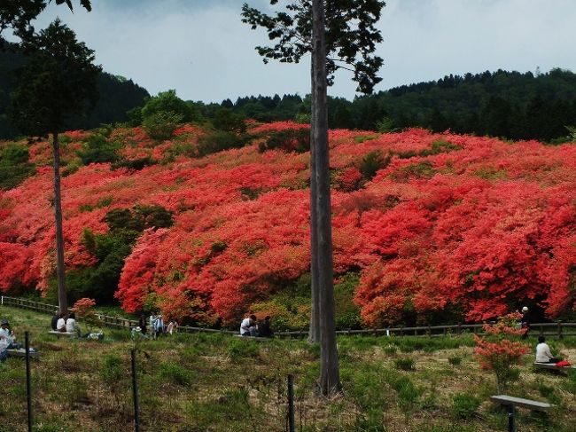 ［何メートルもの高さのツツジ群と山上の古刹］<br />何万本ものツツジが咲く名所は全国各地にあるが、樹齢300年、樹高6m以上のものを始めとしたオンツツジの古木の大群生が、標高1000m以上の高地、3万5千平方メートルもの区域に密生しているような例は他に類を見ない。<br /><br />その地は吉野川市山川町奥野井の標高1060m地点にある国の天然記念物「船窪のオンツツジ群落」。「阿波富士」こと、弘法大師ゆかりの阿波の修験道発祥の地・高越山(こうつざん・1133m)から南に延びる稜線の窪地に位置する。<br />ツツジの本数は1,200本程度だが、一本の木から数多くの枝が出ているため、一般的なツツジ名所の感覚で言えば、その数十倍の本数があるように感じられる。<br /><br />それだけに毎年5月中下旬の土日は徳島県内の行楽客や登山客が押し寄せてごった返し、軽食やかき氷等の露店も出る。<br />道路が一車線ということもあり、上りと下りの対向する車の列がすれ違うのも大変。山道運転に自信のない方は他のドライバーの迷惑になるので、土日は探訪を避けていただきたい。<br /><br />船窪のツツジを鑑賞した行楽客の何割かは、そこから車で林道を5分ほど走った所にある、奈良時代、役行者が創建したという古刹・高越寺に寄ってから帰る。<br />寺を擁する高越山の各所には行場があるが、奈良の大峰山の別称「東上山」に対して「西上山」とも呼ばれる。弘法大師も延暦20年(801)、行場で修行し、千手観音を刻んで一字一石法華経を山頂に埋めたという。<br /><br />伽藍の大半は昭和14年の火災で焼失したが、山門と鐘楼、御水舎が類焼を免れた。その山門は徳島県五大重層門の一つに数えられる重厚なもの。<br />境内にはシャクナゲやツツジも咲くが、ここにも季節外れの紅葉したカエデが一本あった。<br /><br />寺の参拝客用駐車場から寺までは三種のコースがあるが、真ん中の尾根道コースは駐車場の案内図板には記されてなかったので、迷わずそのコースを取った。そのコースは高越寺奥の院に上がった後、一旦下って再び上がり、高越山に達した後、一等三角点南から高越神社に下って寺の参道に出るようになっている。神社の石段下とその南東の尾根には、幹周が7mほどの杉の巨木がある。<br /><br />寺に参拝後、帰路は起伏のあまりない東側の参道を辿ったが、途中、薬師岳の行場が残っていた。が、参道上に天狗の面が付けられた祠跡のある箇所から登る行場は石仏等が撤去され、廃止されているようだった。<br />この山の行場は大峰山のものと同様、真の行者かロッククライミング経験者でないと全ルートは辿れない。<br /><br />車で船窪方向へと引き返す途中、往路は素通りした立石峠で降りてみた。改めて周辺を見ると峠名の由来になったと思われる立石が林道脇に立っており、峠碑の台座に上がってみると、この日一番の展望が広がっていた。<br /><br />余談だが、愛媛県愛南町にも立石と立石峠(旧遍路道)があり、今年の正月、日本一長い(竣工した平成4年時点。海底トンネルや作業用トンネルを除く)歩道トンネルと共に回遊した。その三泊四日の旅行はスーパー低山の登山がメインだったので、フォートラ会員は誰も興味を示さないだろう(?)。<br /><br />［船窪つつじ公園への車でのアプローチ］<br />徳島自動車道脇町ＩＣを降り、国道193号を南下して国道192号が交わる交差点に出ると、192号を東進。尚、四国の東部から向かう場合は、土成ＩＣを降りて国道318号を南下してから国道192号を西進する。<br /><br />ＪＲ阿波山川駅東方の瀬詰交差点を南に折れて国道193号を南下し、住宅街を抜けた先のＴ字路を西に折れる。以降はつつじ公園や高越山の道標を頼りに進んで行けば、右急カーブ(実際はＹ字路)左手に未舗装の駐車場とトイレが現れる。そこからつつじ公園までは徒歩7、8分ほど。<br />トイレはつつじ公園と高越寺にもある。<br />つつじ公園のサイトはhttp://www.city.yoshinogawa.lg.jp/docs/2010101200788/