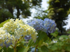 散歩 2016.05.15 =東泉院跡地から吉原公園=