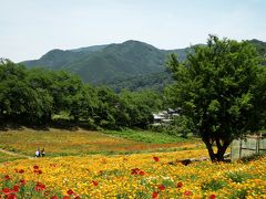 禿げ頭を掴まえろ♪天空のポピー & 里山の花菱草【初☆秩父は 真紅の海 と 夏色・花畑】