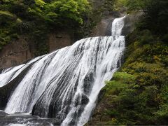 野鳥と花を探して 春の大子 袋田の滝へ