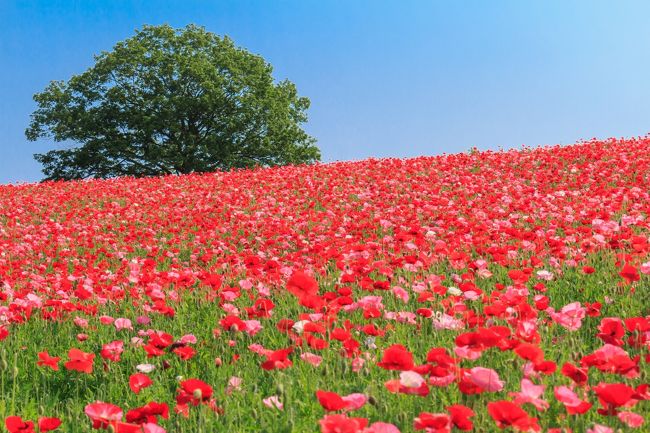 去年はこの時期にくりはま花のくにに行ってポピー鑑賞とアーチェリーを楽しんだ。<br />今年は昨年トラベラーさんが紹介していた埼玉県の天空のポピーが気になっていたので、見頃になった今、見に行ってきました<br /><br />■天空を彩るポピー祭り公式サイト<br />http://www.tenku-poppy.jp/<br /><br />■ポピー祭り<br />5/14～5/29の土日に開催<br /><br />■アクセス<br />埼玉県秩父郡東秩父村大字坂本2949-1<br /><br />秩父鉄道皆野駅よりシャトルバスがお祭り期間中運行<br />または、皆野駅から西武秩父行きのバスに乗車三沢郵便局下車その後徒歩30分<br /><br />駐車場：無料<br /><br />