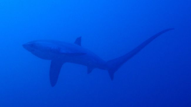 GWはセブ島北部にあるマラパスクア島へ　後半