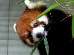 初夏のレッサーパンダ紀行【２】 高知県立のいち動物公園　みたらしちゃん屋内展示開始！！新天地での活躍を期待しています！！