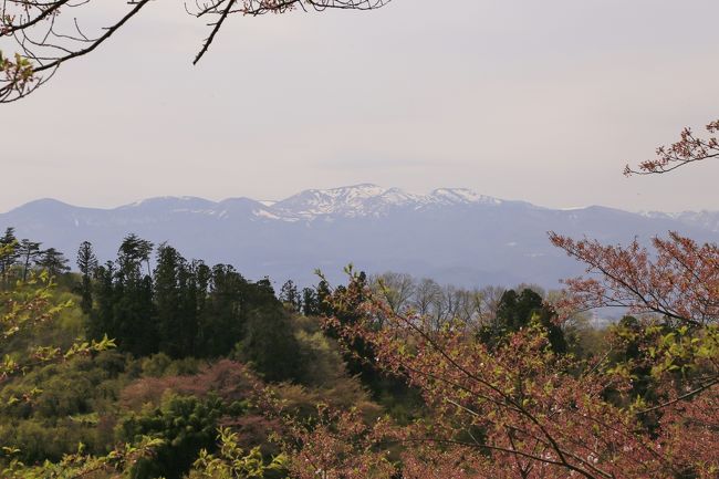 奥様のご実家が二本松だという知人に前々から桜の時期の訪問を勧められていました。ネットや４トラの諸先輩方の旅行記を見ると、なるほど二本松には三春の滝桜の子孫にあたる立派な枝垂桜が数多くあるようです。せっかくなので花見山や三春、会津などの桜も見ようと久しぶりに新幹線の旅をしてきました。<br /><br />桜の時期をとっくに過ぎてのアップで恐縮ですがよろしければご覧ください。<br /><br />４月１６日　東京→福島（新幹線）　郡山泊<br />　　　　　　花見山、二本松（合戦場の桜、中島の地蔵桜、杉沢の大杉）<br />　　　　　　三春（滝桜）　　　　　　　　<br /><br />４月１７日　喜多方、三春<br />　　　　　　郡山→東京（新幹線）<br /><br />まずは春には山の斜面が一面ピンクに染まる花見山へ。写真家秋山正太郎氏が「福島に桃源郷あり」とその美しさを愛し毎年訪れていたという場所へ行ってみました。