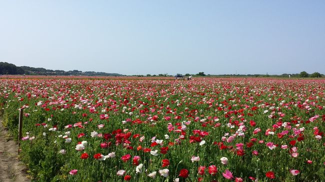 鴻巣市の荒川河川敷ではポピーが満開です。