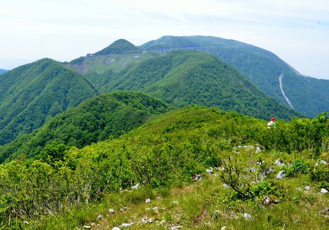 岐阜県と滋賀県の県境にある国見岳から伊吹山北尾根を歩いてきました。伊吹山を北側から眺めながらの花の尾根歩きです。上り下りを２度繰り返して御座峰まで。その少し先で動物（クマ？）の激しい鼻息というか息遣いがすぐ近くに聞こえ、恐れをなして御座峰まで引き返す。よく見ると、獣道がいくつか登山道を横切っていました。静馬ケ原までは遠そうだし、今回はここで引き返すことにしました。「低山を歩く会」候補<br /><br />１．コースタイム<br />　・０８：２５　国見峠登山口<br />　・０９：１５　国見岳（１１２６m）<br />　・０９：４５　大禿山（１０８３m）<br />　・１０：１５〜１１：００　御座峰（１０７０m）<br />　・１１：２５　大禿山<br />　・１１：１０〜１２：２５　国見岳<br />　・１２：５０〜１３：１５　鉈ケ岩屋分岐（鉈ケ岩屋往復）<br />　・１３：３５　国見峠<br />２．登山道の様子<br />　　国見岳までは急登もあるが、それ以降は尾根道。石灰岩の道で多少歩きづらい箇所もある。御座峰まで約３．３ｋｍ、累積標高差は約６５０m。<br />