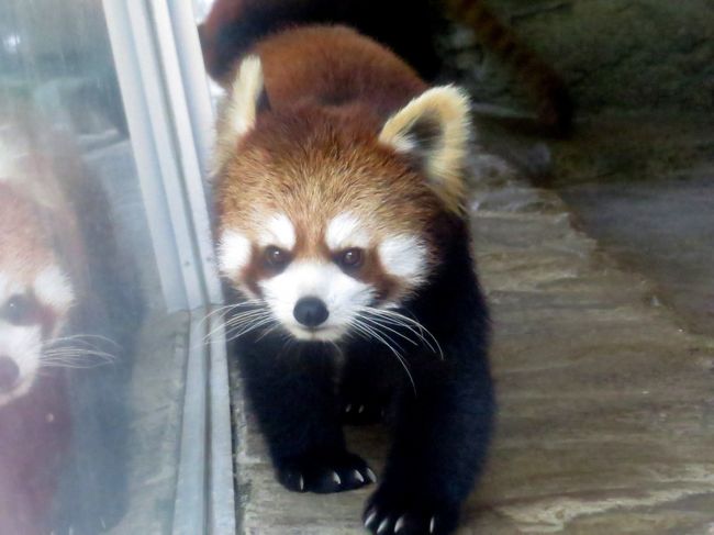 昨日の高知県立のいち動物公園（旅行記→http://4travel.jp/travelogue/11133736 )に続き、今日は愛媛県立とべ動物園です。<br />昨日の野市ほど緑に囲まれた動物園と言う訳ではありませんが、砥部も本当に素晴らしい園です。<br /><br />今の砥部での注目はなんと言っても仙台市八木山動物公園からお嫁入りしてきたこうめちゃんです。<br />まだ１歳のこうめちゃんですが、砥部に来るなり、なんと昨年生まれでまだ０歳の砥々丸君と早くも同居を開始しました。<br /><br />まだ性成熟には達していないペアではありますが、将来の砥部レッサーを担うエース・ペア候補・・・緑乃介君＆鈴鈴さん、シャンチー君＆優花ちゃんに負けない活躍を期待しています。<br /><br /><br />これまでのレッサーパンダ旅行記はこちらからどうぞ→http://4travel.jp/travelogue/10652280