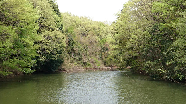 4月16日に東松山市の国営武蔵丘陵森林公園に出かけてきました。<br />実にウン十年ぶり。<br />いやあ、こんなにいいところだったけな、と地元埼玉を見直しました。<br /><br />新緑が芽吹き始めてとても気持ちがよかったです。<br />スポーツタイプの自転車をレンタルして広大な敷地内をサイクリングしました。<br /><br />自転車に乗るのは数年ぶりです。<br />同行したお嫁さんは二十年振り位とのこと。<br /><br />二人とも自転車の乗り方を何とか覚えていました（笑）。