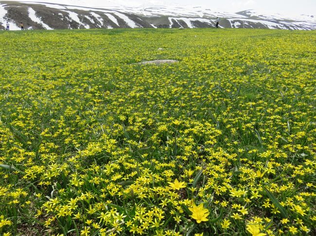 　「春のキルギスへ　ワイルドチューリップを求めて」のツアーに参加。中央アジアは、2014年5月にウズベキスタンに行って以来。<br />　カザフスタンに入国後、世界遺産タムガリの岩絵等を見学。陸路でキルギスに入り、首都のビシュケクへ。キルギス西部に位置するサリチェレク自然保護区とタラス郊外のベシュ・タシュ渓谷を訪れてフラワーウォッチングをする。最後に、イシク・クル（湖）でボートクルーズを楽しんだ。