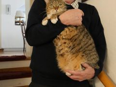 ロマンチック街道の猫旅「小さな町の魅力」編ーーディンケルスビュールの可愛い猫宿