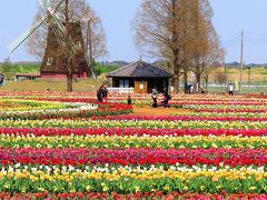 柏市-1　あけぼの山農業公園a　風車＆花畑　☆チューリップフェスティバルの2日後