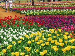 柏市-2　あけぼの山農業公園b　チューリップ花園　☆色彩と構成美のみごとさ