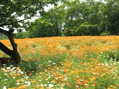 埼玉県長瀞町　ハナビシソウ園&長瀞町郷土資料館