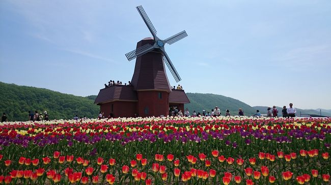 ５月としては観測史上最多５回の真夏日を記録した北海道。当日は旭川や北見で30℃を記録。春を探すドライブのつもりが、真夏を思わせる暑さでした。<br />今回の旅の目的は花の名所巡り。<br />目的地は「滝上芝桜公園」と「かみゆうべつチューリップ公園」。札幌から高速道路を利用し自家用車での移動です。<br />移動総距離は615㎞。およそ12時間のドライブをまとめました。