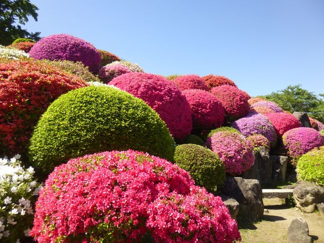 辰野の帰りに隣町ー岡谷のつつじ祭りへ寄ってみることにした。<br /><br />いろんなトーンのピンク、赤、白・・斜面に色とりどり！<br />遊歩道を上に登ってみるとだんだんつつじは花が終わった状態に。。<br />小高い丘の頂上まで行ってみると岡谷の街、上の方を走る高速道路が見え、新緑が眩しいくらいお綺麗な散歩道だった。<br />でも日差しが強くて暑くて暑くて・・今年最初の日焼けをした。