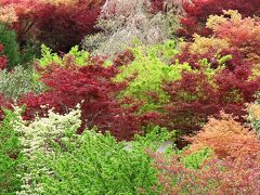 福島4　花見山公園B　下り坂道も色どり豊かに　☆数多くの花木と出会い