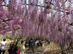 河内藤園のアーチをくぐる