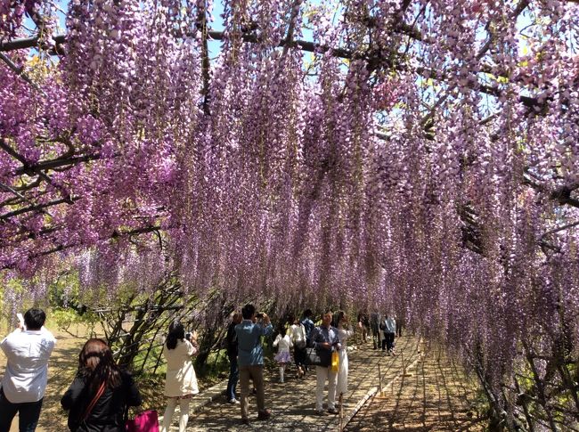 今年こそはと以前から訪ねることを念願に、なかなか実現しなかった旅行がやっと実現しました。当日は入園料が１５００円。最高額で一番開花がきれいな日なのです。例年の写真と比べると今一かなと思う個所もありますが、それでも念願がかなって満足な旅行でした。天気も快晴。