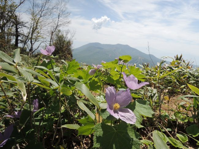 久しぶりに戸隠山へ登山に行った。山頂では高山植物のシラネアオイの紫、紅色のイワカガミが優しく迎えてくれた。戸隠山は何回登っても蟻の塔渡りは怖い、落ちたら“死”とてもヤバイ!天気は最高、遠くに北アルプスを望み、春の花を充分堪能して楽しい一日となった。