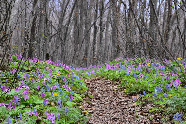 雪が融けると一斉に春の花が咲き始める北海道。旭川周辺にはカタクリの群落がいくつもあります。<br /><br />旭川市北西部の突哨山（とっしょうざん）には、スプリング・エフェメラル（はかない春の命）と呼ばれるカタクリ、エゾエンゴサク、フクジュソウ、キクザキイチゲなどの花が咲き誇ります。<br /><br />突哨山は1990年にゴルフ場開発計画が持ち上がりましたが、長年に渡る根強い市民運動の結果、旭川市と比布町が土地を買い取り、自然豊かな里山として今日に至っています。<br />