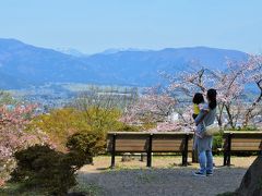 福井県　さくら舞い散る春の越前大野に行ってみた　オッサンネコの家族旅