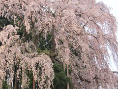 新幹線とレンタカーで巡る福島「花紀行」　（2）二本松の枝垂桜と大杉